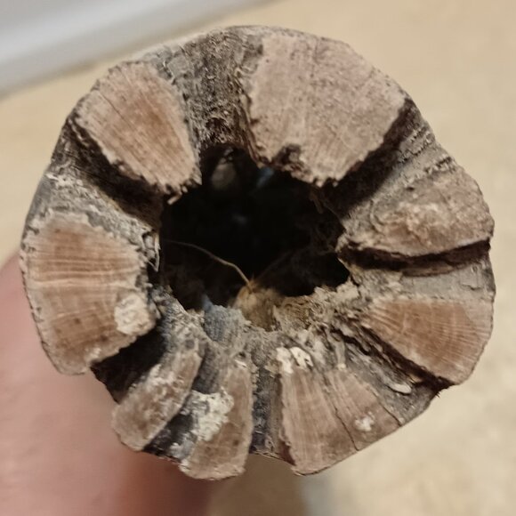 Galapagos Cholla Wood Branch Terrarium Natural Accessory, Regular 12 inches long - Picture 5 of 9